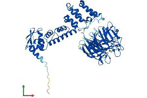 AlphaFold protein structure predicition of Mouse Recombinant Klhl12 Protein, UniprotID Q8BZM0