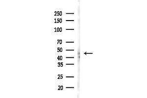 anti-GDNF Family Receptor alpha 3 (GFRA3) (Internal Region) antibody