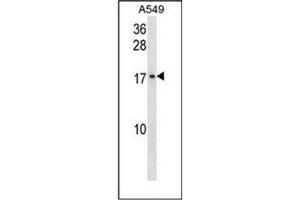 Western blot analysis of GADD45G Antibody (N-term) in A549 cell line lysates (35ug/lane). (GADD45G anticorps  (N-Term))
