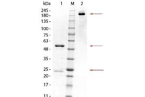 SDS-PAGE of Mouse anti-GSTK1 Monoclonal Antibody. (GSTK1 anticorps  (GST tag))