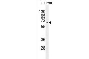 KY Antibody (N-term) (ABIN654368 and ABIN2844126) western blot analysis in mouse liver tissue lysates (35 μg/lane). (Kyphoscoliosis Peptidase anticorps  (N-Term))