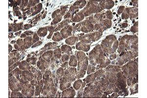 Image no. 3 for anti-Transmembrane Protein 173 (TMEM173) antibody (ABIN1501428)