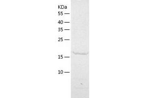 Fibroblast Growth Factor 7 (FGF7) (AA 32-194) protein (His tag)