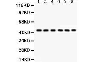 Western Blotting (WB) image for anti-KIN, Antigenic Determinant of RecA Protein Homolog (KIN) (AA 3-202) antibody (ABIN3042474) (KIN anticorps  (AA 3-202))
