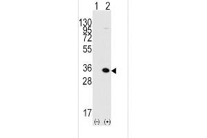 Western blot analysis of MBD3 (arrow) using rabbit polyclonal MBD3 Antibody (C-term) (ABIN387891 and ABIN2844115). (MBD3 anticorps  (C-Term))