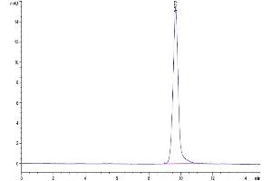 The purity of Human IL-15 is greater than 95 % as determined by SEC-HPLC. (IL-15 Protein (AA 49-162))