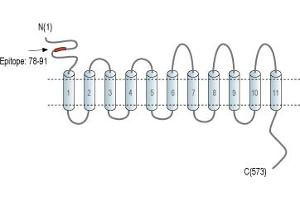 Representative domain view of the target of ABIN7885495.