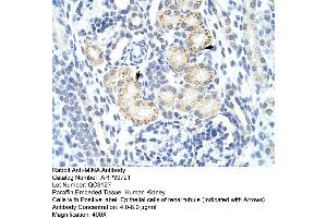 Human kidney (MINA anticorps  (N-Term))