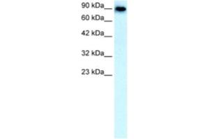 Western Blotting (WB) image for anti-Solute Carrier Family 4, Anion Exchanger, Member 1 (erythrocyte Membrane Protein Band 3, Diego Blood Group) (SLC4A1) antibody (ABIN2460810) (Band 3/AE1 anticorps)