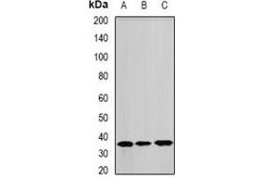 Western blot analysis of ANXA8L2 expression in A549 (A), Hela (B), mouse lung (C) whole cell lysates. (ANXA8L2 anticorps)