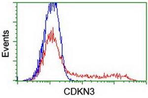 HEK293T cells transfected with either RC213080 overexpress plasmid (Red) or empty vector control plasmid (Blue) were immunostained by anti-CDKN3 antibody (ABIN2455050), and then analyzed by flow cytometry. (CDKN3 anticorps)