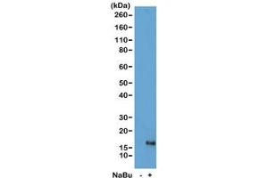 Western blot of acid extracts from HeLa cells untreated (-) or treated (+) with sodium butyrate using recombinant H3K79ac antibody at 1 ug/ml showed a band of Histone H3 acetylated at Lysine 79 in treated HeLa cells. (Recombinant Histone 3 anticorps  (acLys79))