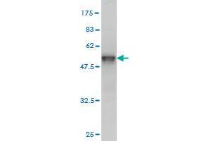 Western Blot detection against Immunogen (49.
