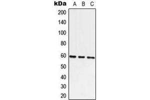 Western blot analysis of ATE1 expression in A549 (A), Raw264. (ATE1 anticorps  (C-Term))