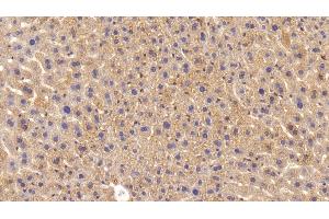 Detection of APOE in Mouse Liver Tissue using Polyclonal Antibody to Apolipoprotein E (APOE)