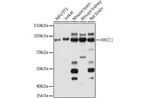 Western blot analysis of extracts of various cell lines, using XRCC1 antibody (ABIN1683300, ABIN5663662, ABIN5663663, ABIN5663664 and ABIN6213850) at 1:1000 dilution.
