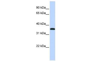 Western Blotting (WB) image for anti-Vestigial Like 3 (VGLL3) antibody (ABIN2459881) (VGLL3 anticorps)