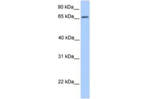 Western Blotting (WB) image for anti-ATG16 Autophagy Related 16-Like 1 (ATG16L1) antibody (ABIN2463625) (ATG16L1 anticorps)