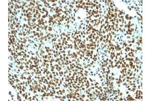 Image no. 3 for anti-Nuclear Antigen antibody (ABIN6190865) (Nuclear Antigen anticorps)