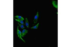 Immunofluorescent analysis of Hela cells using ABIN7142550 at dilution of 1:100 and Alexa Fluor 488-congugated AffiniPure Goat Anti-Rabbit IgG(H+L) (FAU anticorps  (AA 1-59))