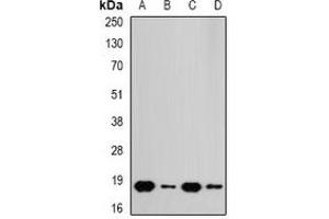 Western blot analysis of RPS10 expression in A549 (A), HT29 (B), mouse spleen (C), mouse heart (D) whole cell lysates. (RPS10 anticorps)