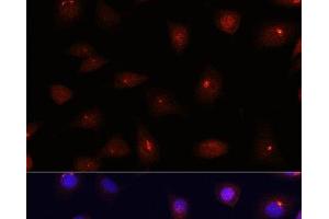 Immunofluorescence analysis of L929 cells using CETN3 Polyclonal Antibody at dilution of 1:100.