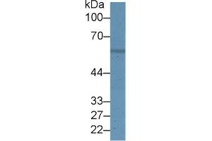 Rabbit Detection antibody from the kit in WB with Positive Control: Human hela cell lysate.