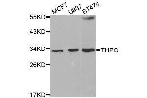 Western blot analysis of extracts of various cell lines, using THPO antibody. (Thrombopoietin anticorps  (AA 22-349))