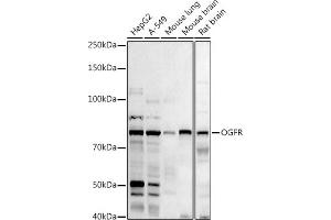 Western blot analysis of extracts of various cell lines, using (ABIN6128395, ABIN6145006, ABIN6145007 and ABIN6222871) at 1:1000 dilution. (OGFR anticorps  (AA 1-280))