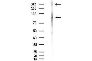 Western blot analysis of lysates from Mouse testis, using C/N-CAML1 Antibody at 1/1000 dilution.