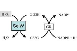Image no. 2 for anti-Selenoprotein W, 1 (SEPW1) antibody (ABIN401399) (Selenoprotein W anticorps)