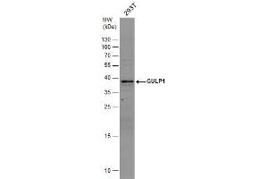 WB Image GULP1 antibody detects GULP1 protein by western blot analysis.