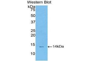 Western Blotting (WB) image for anti-Signal Transducer and Activator of Transcription 3 (Acute-Phase Response Factor) (STAT3) (AA 563-670) antibody (ABIN3206141) (STAT3 anticorps  (AA 563-670))