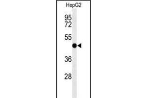 Western blot analysis of SGMS2 Antibody (C-term) (ABIN653696 and ABIN2843015) in HepG2 cell line lysates (35 μg/lane).