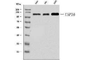 Western blot analysis of USP16 using anti-USP16 antibody (ABIN7599650).