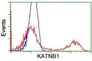 HEK293T cells transfected with either RC201852 overexpress plasmid (Red) or empty vector control plasmid (Blue) were immunostained by anti-KATNB1 antibody (ABIN2455169), and then analyzed by flow cytometry. (KATNB1 anticorps)