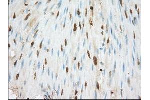 Image no. 1 for anti-Basigin (Ok Blood Group) (BSG) antibody (ABIN1498015) (CD147 anticorps)