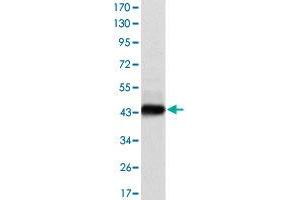 Western blot analysis using E7 monoclonal antibody, clone 6F3  against recombinant protein. (HPV16 E7 anticorps)