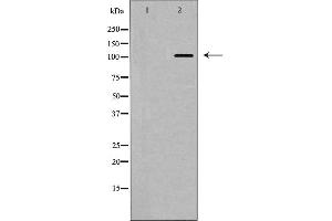 Western blot analysis of MYPT1 (Phospho-Thr853) expression in NIH/3T3 cell extract.