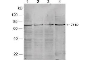 Western blot analysis of cell lysates using Rabbit Anti-PKG-2 Polyclonal Antibody (ABIN398685) Lane 1. (PKG-2 anticorps)
