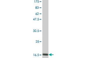 Western Blot detection against Immunogen (12.