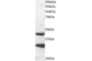Image no. 1 for anti-Platelet-Activating Factor Acetylhydrolase 1b, Regulatory Subunit 1 (45kDa) (PAFAH1B1) (C-Term) antibody (ABIN374217) (PAFAH1B1 anticorps  (C-Term))