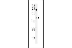 BDHA1 Antibody (Center) (ABIN651743 and ABIN2840384) western blot analysis in HepG2 cell line lysates (15 μg/lane). (PDHA1 anticorps  (AA 228-255))