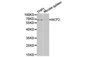 Western Blotting (WB) image for anti-Neutrophil Cytosolic Factor 2 (NCF2) antibody (ABIN1873837) (NCF2 anticorps)