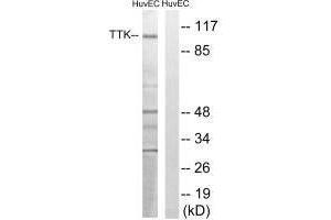 Western blot analysis of extracts from HUVEC cells, treated with etoposide (25uM, 24hours), using TTK (Ab-676) antibody.