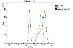 Flow Cytometry analysis of CACO-2 cells using anti-MT2-MMP/MMP15 antibody (ABIN7599965). (MMP15 anticorps  (AA 132-202))