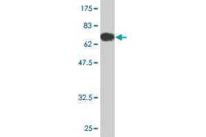 Western Blot detection against Immunogen (69.