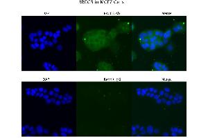 Sample Type: MCF7 Primary Antibody Dilution: 4 µg/mL Secondary Antibody: Anti-rabbit Alexa 546 Secondary Antibody Dilution:  µg/mL   Gene Name: BRCC3 (BRCC3 anticorps  (C-Term))