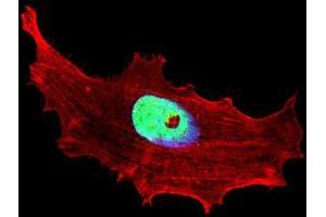 anti-Class B Basic Helix-Loop-Helix Protein 3 (BHLH3) antibody