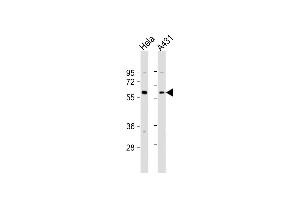 All lanes : Anti-Beclin-1 Antibody  at 1:4000 dilution Lane 1: Hela whole cell lysate Lane 2: A431 whole cell lysate Lysates/proteins at 20 μg per lane. (Beclin 1 anticorps  (AA 210-239))